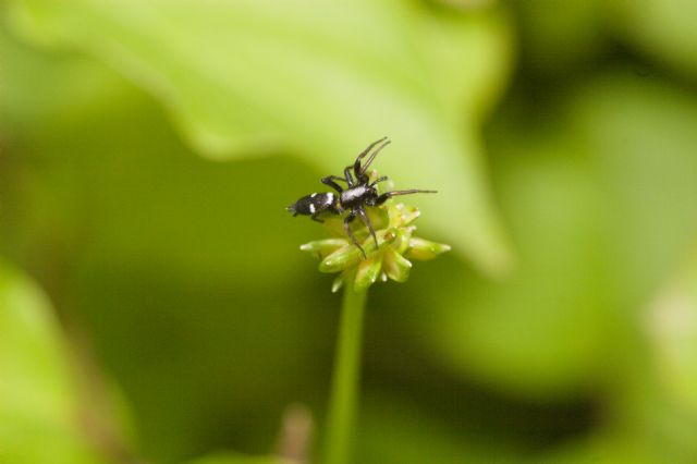 Gnaphosidae: Aphantaulax cfr. trifasciata